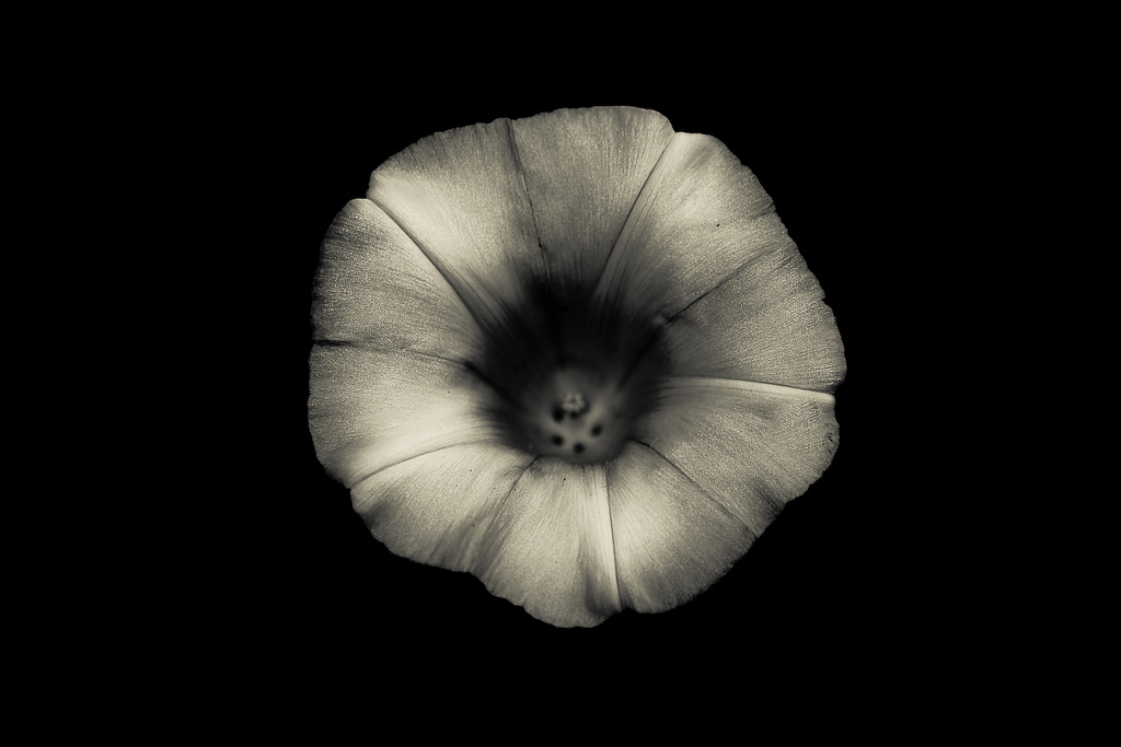 JSB Rotate Image 3